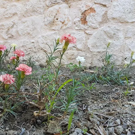 Bohali's House 別荘 アギオス・ゴルディオス